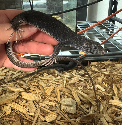 Black (melanistic) Jeweled Lacerta (yearling sexed pair)