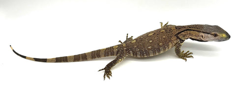 Black Throat Monitor Baby (BTB03)