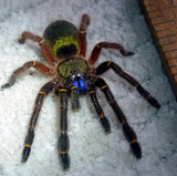 Blue Fang Skeleton Leg Tarantula (Ephebopus cyanognathus)