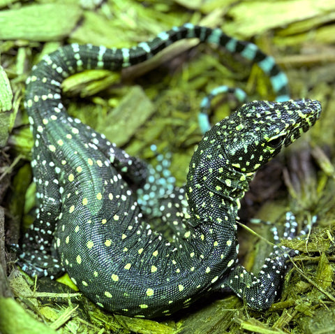 Blue tail Monitor Baby Varanus doreanus)