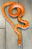 Adult Albino Bull Snake 2021 Proven 1.1 Pair