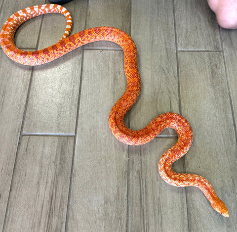 Adult Albino Bull Snake 2021 Proven 1.1 Pair