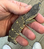 CB Black Throat Monitor (BT2)