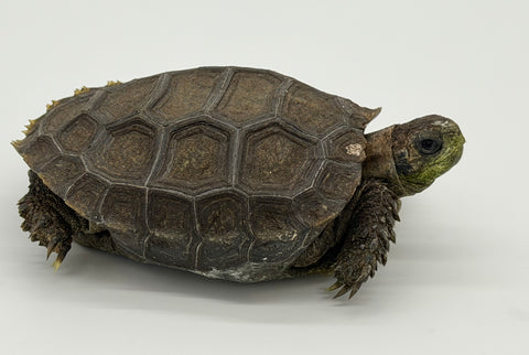 Burmese Brown Mountain Tortoise