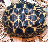 Burmese Star Tortoise (BS12) - Reptile Pets Direct