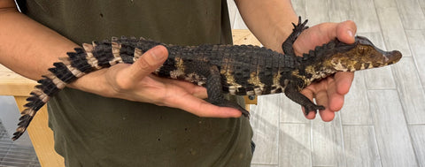 Cuviers Dwarf Caiman 13-18" (CDC10)