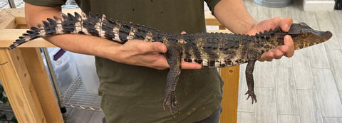Cuviers Dwarf Caiman 25-30"' (CDC5)