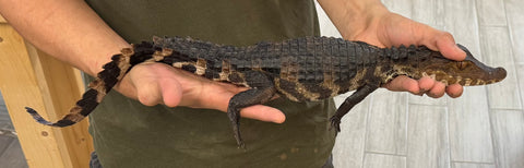 Cuviers Dwarf Caiman 15-20" (CDC7)