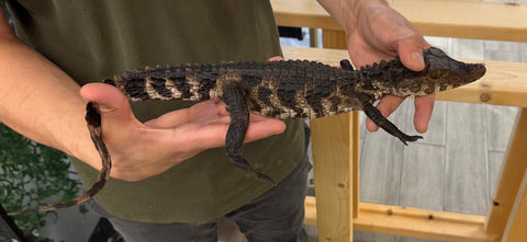 Cuviers Dwarf Caiman 13-18" (CDC8)