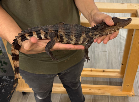 Cuviers Dwarf Caiman 17-22" (CDC9)