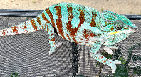 Cap est Panther Chameleon Adult Male (CPCM2)