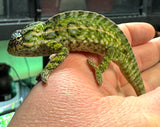 Carpet Chameleon Adult Pair (CCAP1)