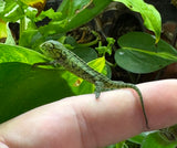 Carpet Chameleon (Furcifer lateralis) CBB Babies