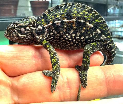 Carpet Chameleon Adult Female (CCF1)