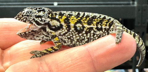 Carpet Chameleon Sub Adult Male (CCM5)