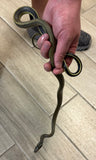 Sumatran Cave Dwelling Rat Snake Juvenile Female  (Orthriophis taeniurus grabowskyi)