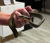 Sumatran Cave Dwelling Rat Snake Juvenile Female  (Orthriophis taeniurus grabowskyi)