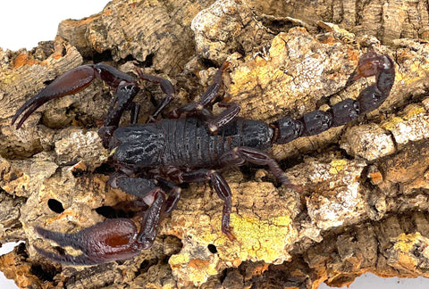 Congo Cave Claw Emperor Scorpion (Pandinus viatoris) - Reptile Pets Direct