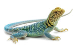 CB Baby Collard Lizard Blue Aqua Flame