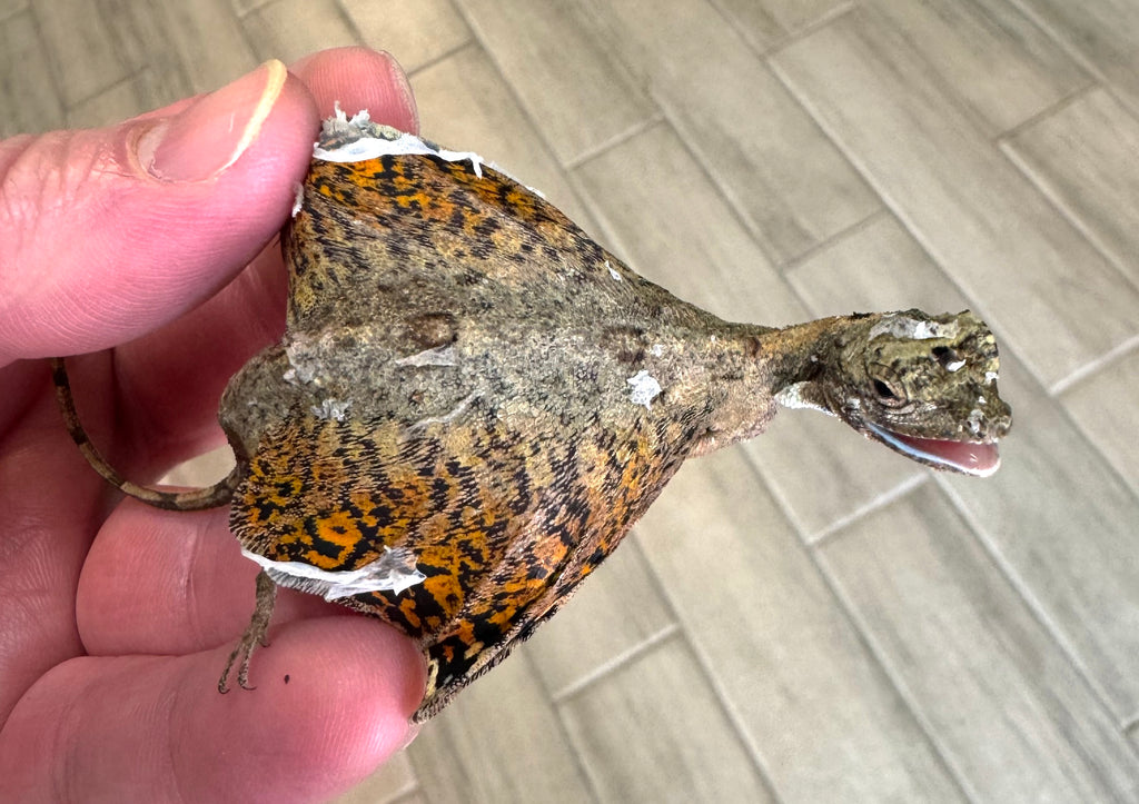 Draco Flying Lizard – Reptile Pets Direct