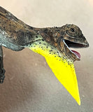 Draco Flying Lizard