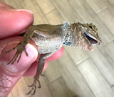 Draco Flying Lizard