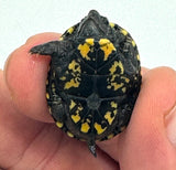 Eastern Mud Turtle