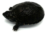 Eastern Mud Turtle