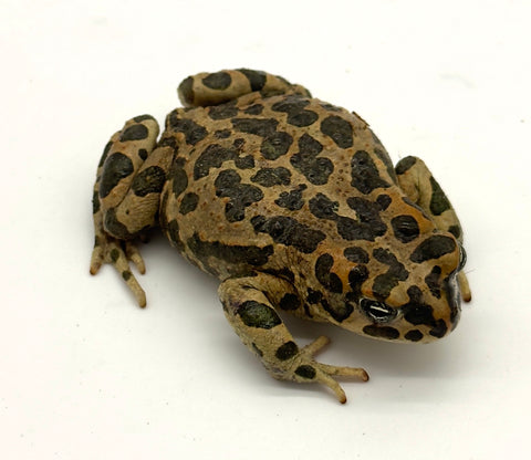 Egyptian Green Toads