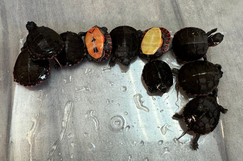 Eastern Painted Turtle