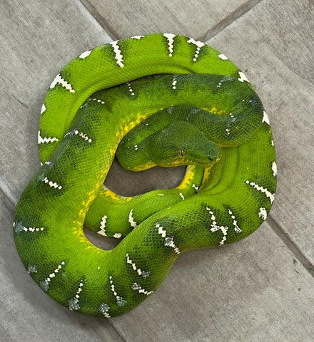 Emerald Tree Boa Female (ETBF2)