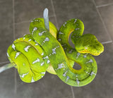 Emerald Tree Boa High White Female (ETBF4)