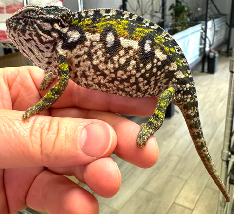 Carpet Chameleon Female (CCF1)