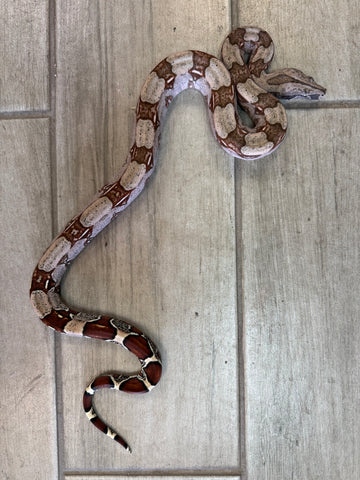 Guyana Red Tail Boa Female Baby (GBBF111)