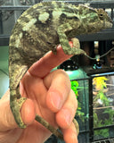 Nosy Be Panther Chameleon Pair (NBPCP1)