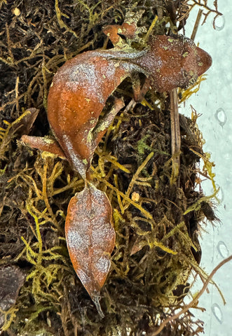 Satanic Leaf Tail Gecko Female (SLTGF01)