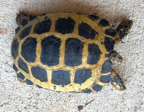 Forsten's tortoise - Reptile Pets Direct