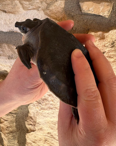 Fly River Turtle 4" (FR3)