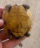 CBB Forsten's tortoise High Yellow (FT1)