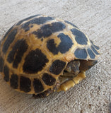 CBB Forsten's Tortoise (FT4)