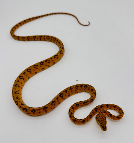 Green eye Jaguar Amazon tree boa