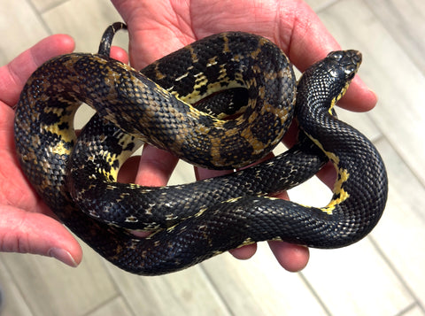 Madgascar Giant Hognose snake Juvenile (MGHSJ1)