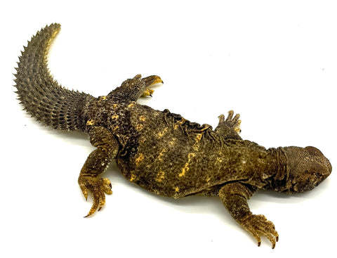 Giant Saudi Arabian Uromastyx Juvenile (Uromastyx aegyptia microlepis)