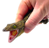 Green Eyed Tokay Gecko (Gekko smithi) - Reptile Pets Direct