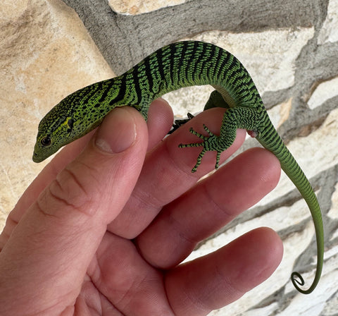 Baby Green Tree Monitor (GTM1)