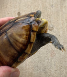 Hypo Scorpion Mud Turtle Female (Kinosternon scorpioides) (SMT1)