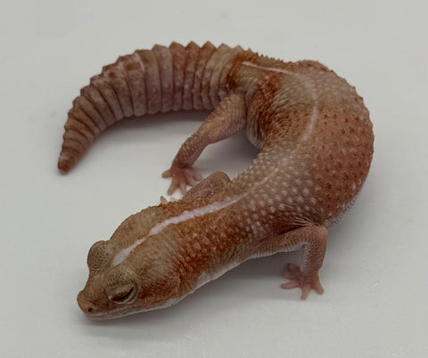 Tangerine Albino Fat Tail Gecko Adult Female (FTG1)