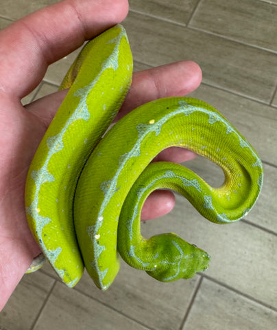 Jayapura Green Tree Python Female (JGTPF4)