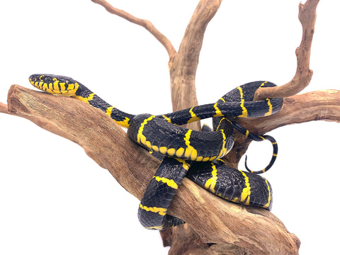 Mangrove Snake - Reptile Pets Direct