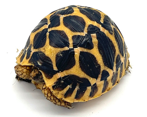 Indian Star Tortoise (IS1) - Reptile Pets Direct